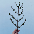 Haste Aveludada com Bolinhas Verde – 60cm